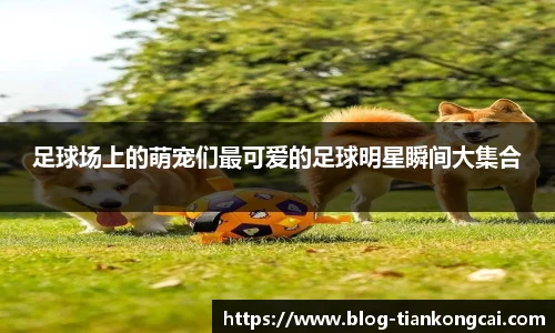足球场上的萌宠们最可爱的足球明星瞬间大集合